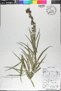 Lobelia salicina image