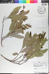 Geobalanus oblongifolius image