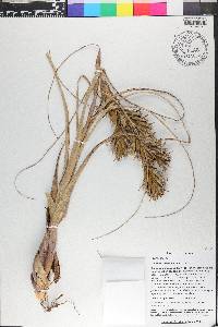 Tillandsia balbisiana image
