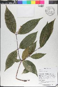 Rinorea flavescens image