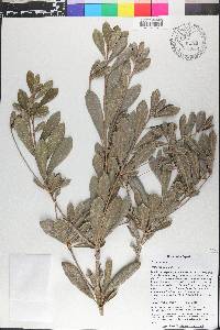 Wallenia apiculata image