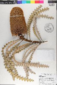 Banksia speciosa image