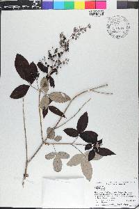 Vitex trifolia image