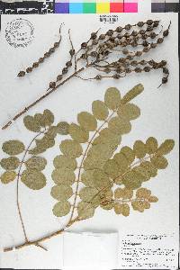 Sophora tomentosa image