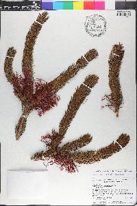Melaleuca quadrifida image