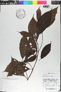Miconia amacurensis image
