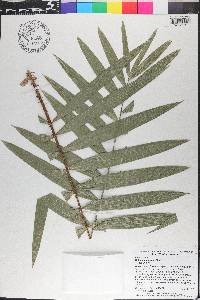 Calamus australis image