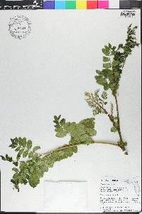 Caesalpinia bonduc image