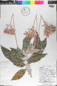 Rhytidophyllum leucomallon image