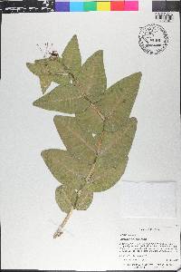 Asclepias humistrata image