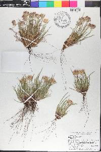 Conostylis setigera image