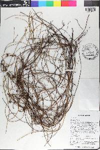Cassytha filiformis image