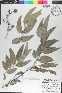 Eucalyptus perriniana image