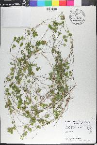 Grona triflora image