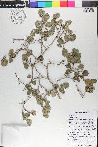 Coccoloba nodosa image