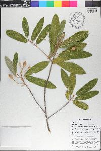 Capparis ferruginea image