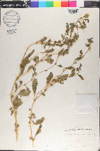 Atriplex suberecta image