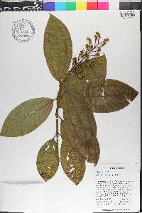 Miconia racemosa image