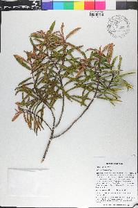 Miconia luteola image