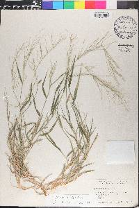 Leptochloa panicea image