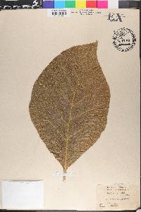 Tectona grandis image