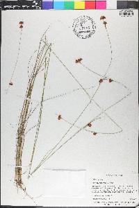 Rhynchospora filifolia image