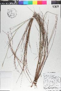 Schizachyrium gracile image