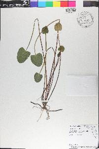 Centella asiatica image