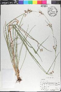 Rhynchospora caduca image