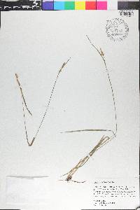 Carex styloflexa image