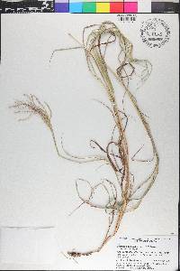 Bothriochloa bladhii image