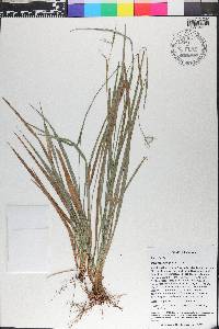 Rhynchospora aristata image