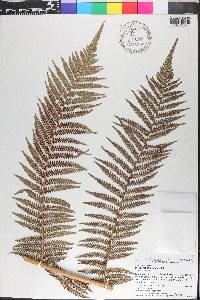 Dicksonia antarctica image