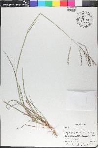 Bothriochloa bladhii image