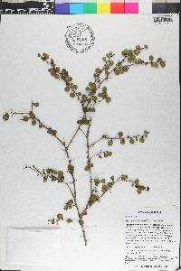 Xylosma domingensis image