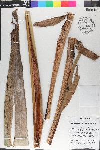Phenakospermum guyannense image