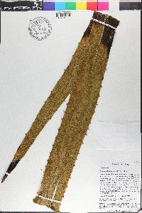 Furcraea tuberosa image