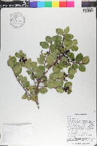 Ilex tuerckheimii image