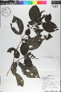 Miconia cephaloides image