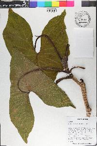 Montrichardia arborescens image