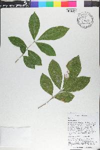 Trichilia pallida image