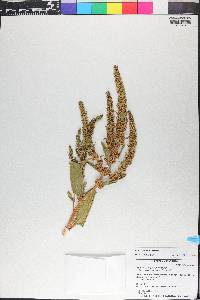 Rumex obovatus image