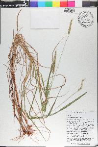 Setaria pumila image