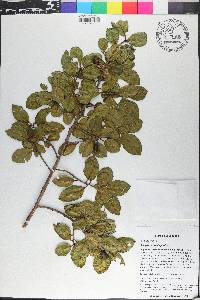 Symplocos domingensis image