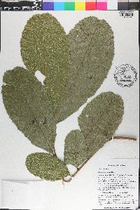 Cupania americana image