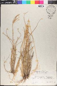 Digitaria eriantha image