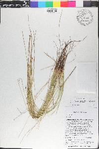 Eleocharis geniculata image