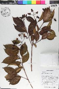 Vismia cayennensis image