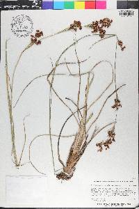 Rhynchospora microcarpa image