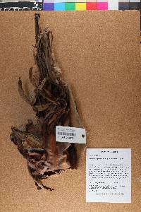 Phenakospermum guyannense image
